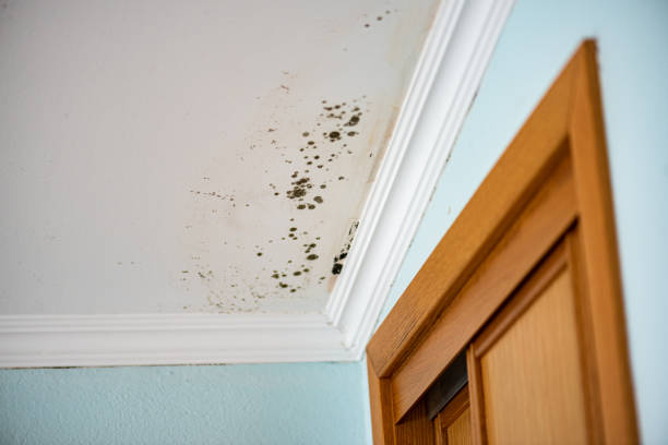 Attic Mold Removal in East Lansdowne, PA