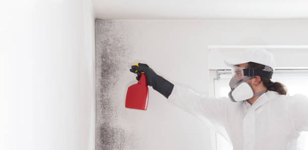 Best Attic Mold Removal  in East Lansdowne, PA